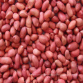 New Crop Peanut Kernel Best Price, Flower 11